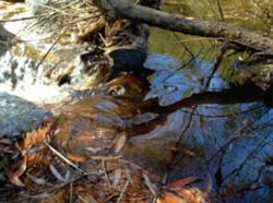 Natural Sequence Land Care.